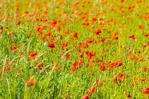 Beaux coquelicots rouges — Photo