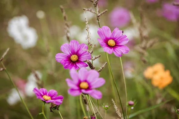 Prachtige wilde lila bloemen — Stockfoto