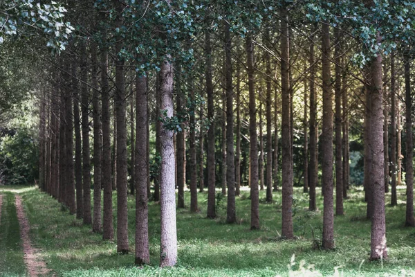 Träd planteras i rader — Stockfoto