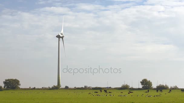 Venkovská krajina s pracovní větrné turbíny. Nizozemsko — Stock video