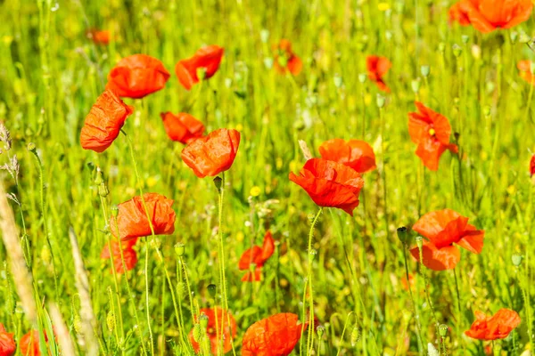 Rote Mohnblumen auf einer Sommerwiese — Stockfoto