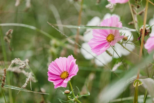 Wildblumen auf einer Wiese — Stockfoto