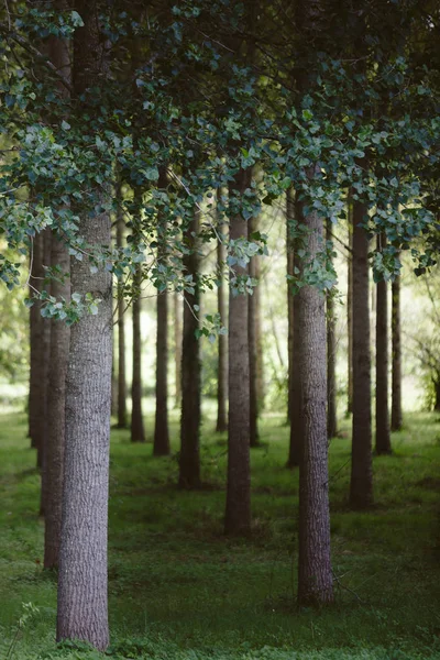 Träd som planterats i rad i skogen — Stockfoto