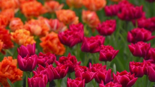 Helles Blumenbeet im keukenhof - berühmter holländischer Frühlingsblumenpark — Stockvideo
