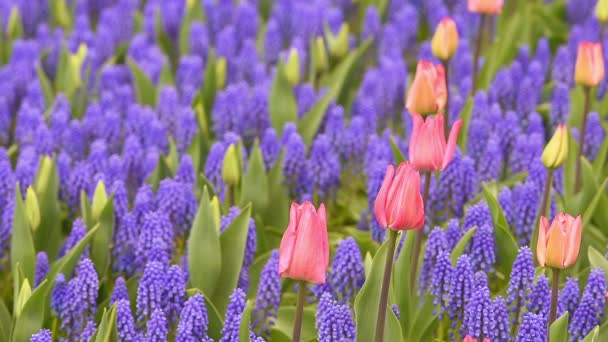 Keukenhof - ünlü holland bahar çiçek park içinde parlak flowerbed — Stok video