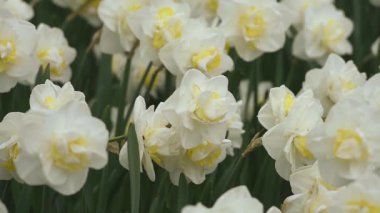 keukenhof içinde parlak flowerbed