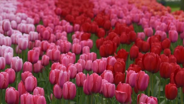 Lecho de flores brillante en Keukenhof — Vídeo de stock