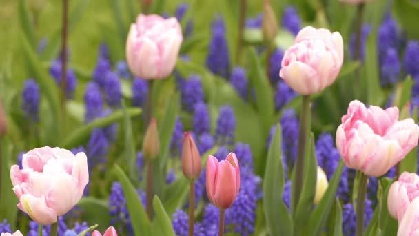 Ljusa blomsterrabatt i keukenhof — Stockvideo