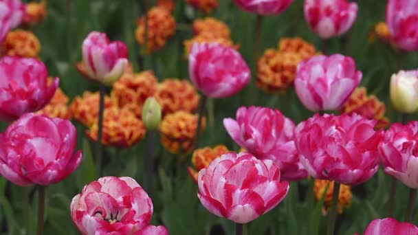 Canteiro de flores brilhante em Keukenhof — Vídeo de Stock