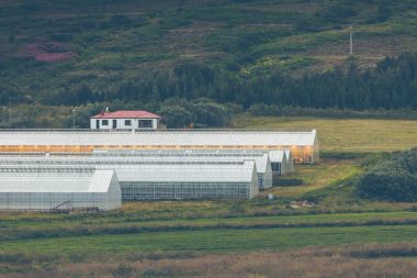 İzlanda'daki jeotermal seracılık