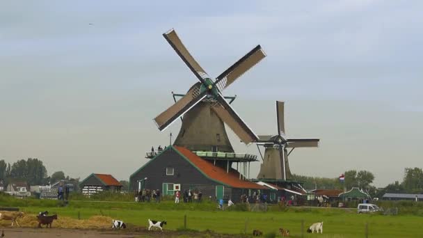 Zaandam windmolens in Zaanstad dorp — Stockvideo