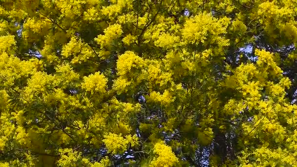 Κίτρινη ανθοφορία δέντρο μιμόζα την άνοιξη — Αρχείο Βίντεο