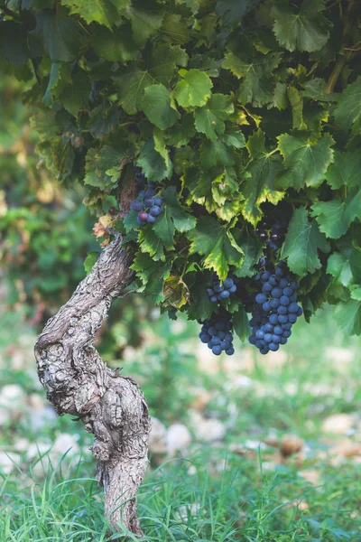 Uvas maduras en una rama — Foto de Stock