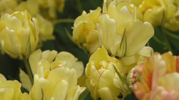Bright flowerbed in Keukenhof - famous Holland spring flower park — Stock Video