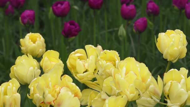 Luminosa aiuola a Keukenhof - famoso parco fiorito primaverile olandese — Video Stock