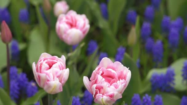 Heldere flowerbed in keukenhof - beroemde holland voorjaar bloemenpark — Stockvideo