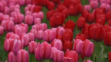 keukenhof - ünlü holland bahar çiçek park içinde parlak flowerbed