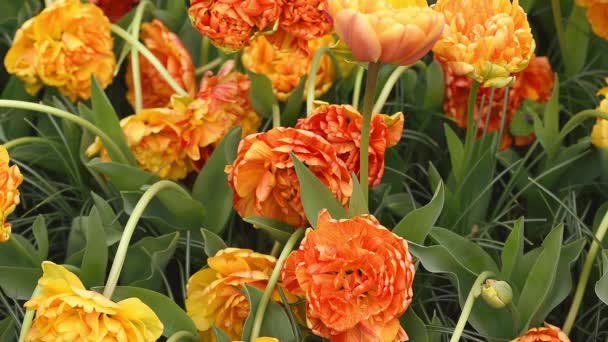 Blomsterbed i Keukenhof - berømt nederlandsk vårblomsterpark – stockvideo