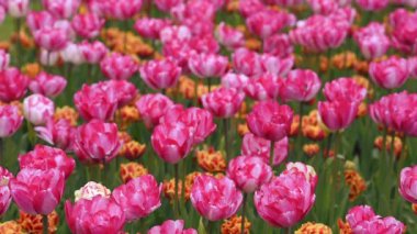 keukenhof - ünlü holland bahar çiçek park içinde parlak flowerbed
