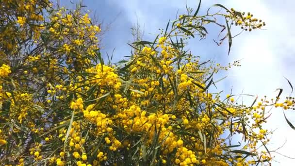 Tavaszi sárga virágzó mimóza fa — Stock videók