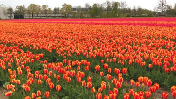 Vídeo del campo de tulipanes rojos en Holanda — Vídeo de stock
