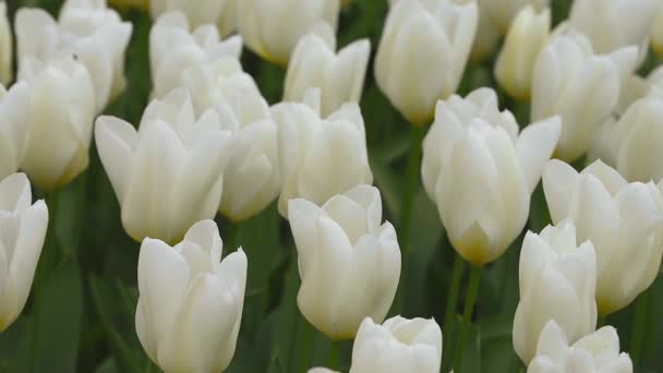 Lecho de flores brillante en Keukenhof — Vídeos de Stock