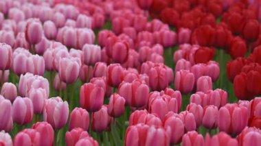 keukenhof içinde parlak flowerbed