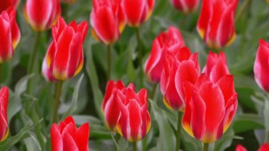 keukenhof içinde parlak flowerbed