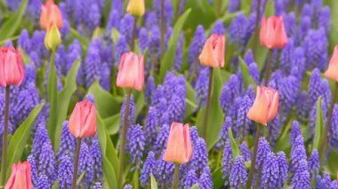 keukenhof içinde parlak flowerbed