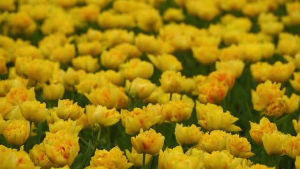 Lecho de flores brillante en Keukenhof — Vídeo de stock