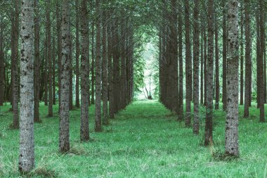 Üst üste ormandaki ağaçlar dikildi