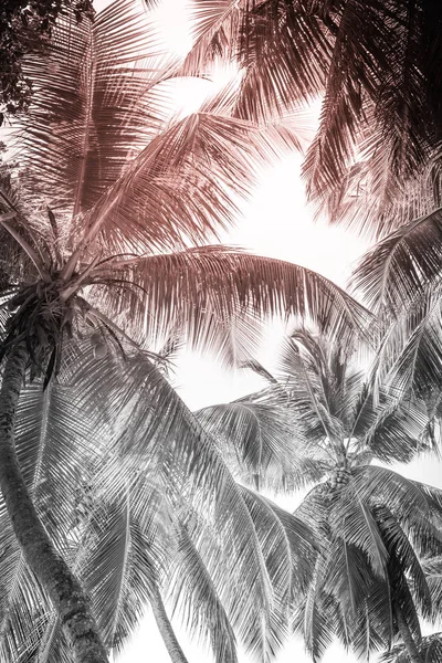 Vysoké palmy na tropické pláži — Stock fotografie