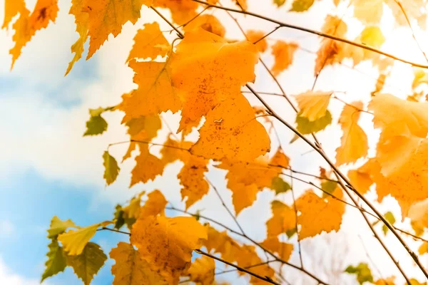 Hojas de otoño fondo —  Fotos de Stock