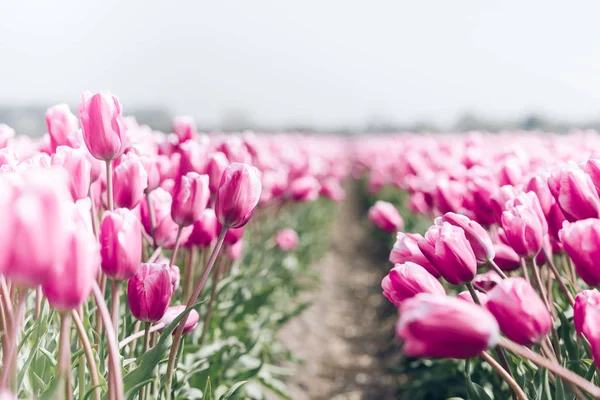 Tulipánové pole v Nizozemsku — Stock fotografie