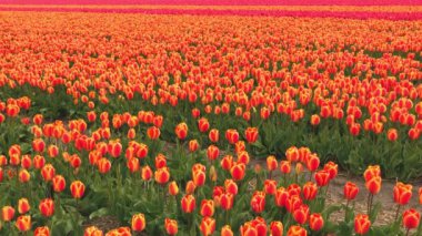 Kırmızı lale alan Hollanda video