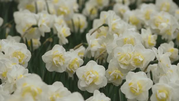 Helles Blumenbeet im Keukenhof — Stockvideo