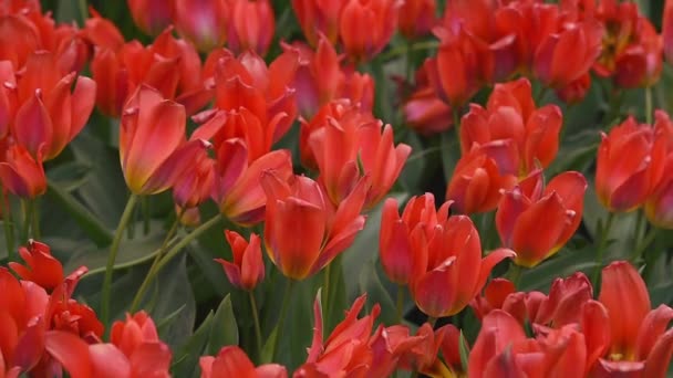 Helles Blumenbeet im Keukenhof — Stockvideo