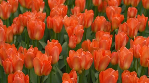 Helles Blumenbeet im Keukenhof — Stockvideo