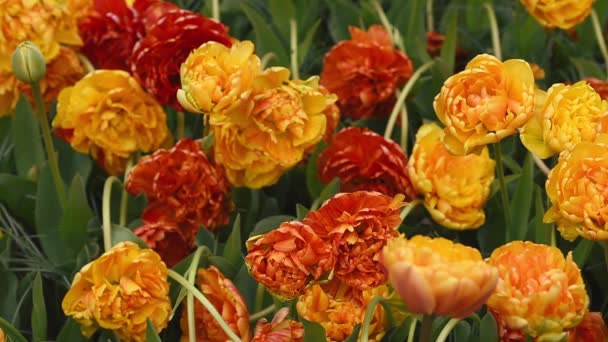 Canteiro de flores brilhante em Keukenhof — Vídeo de Stock