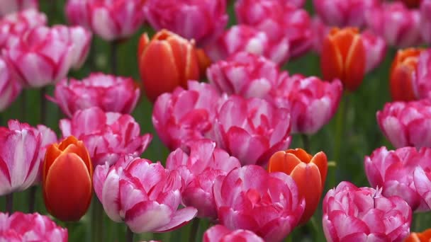 Helles Blumenbeet im Keukenhof — Stockvideo