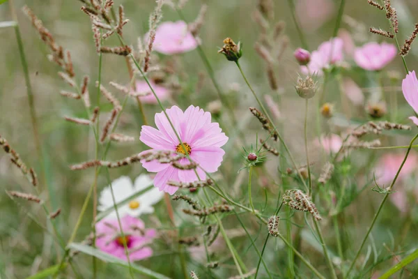 Wilde bloemen op een weide — Stockfoto