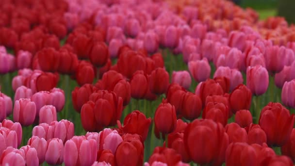 Lecho de flores brillante en Keukenhof — Vídeos de Stock