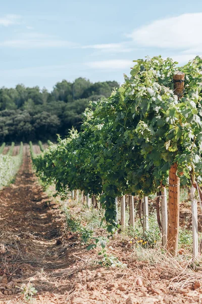 Wijngaard veld in de Zuid-Frankrijk — Stockfoto