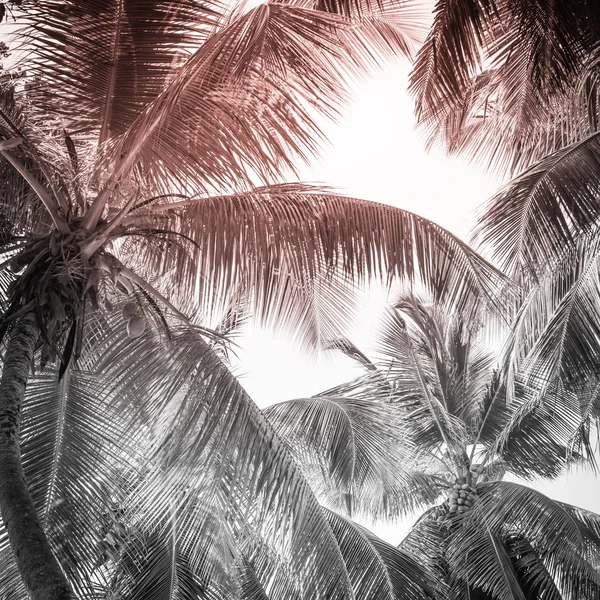 Palmas altas em uma praia tropical — Fotografia de Stock