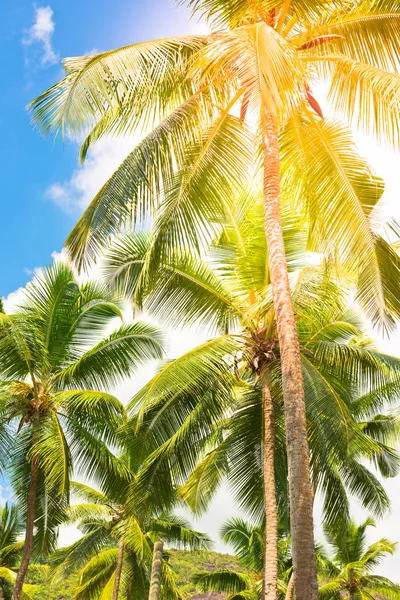 Palmas altas em uma praia tropical — Fotografia de Stock