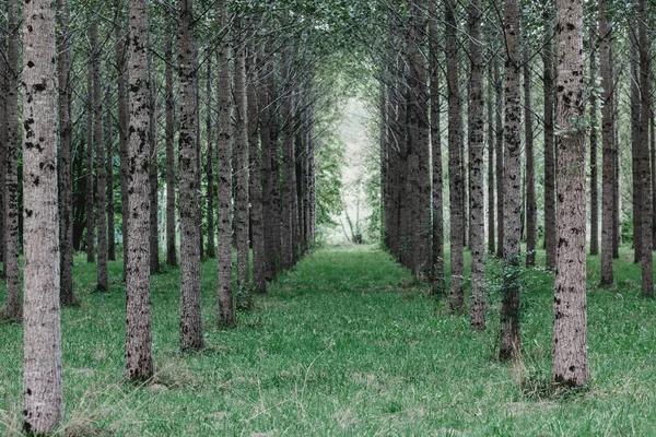 Träd som planterats i rad i skogen — Stockfoto