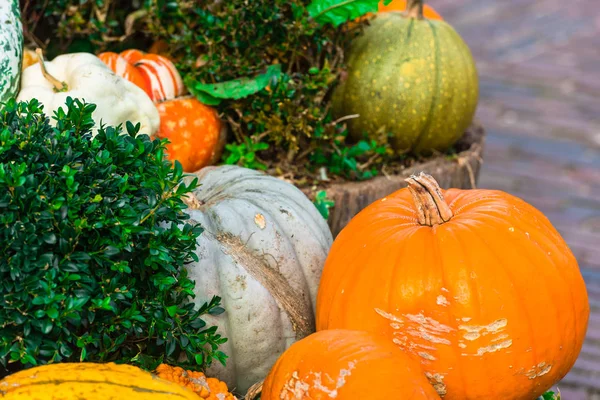 Oranje pompoenen als decoratie — Stockfoto