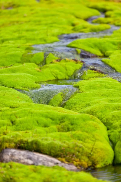 Islandia Pequeño arroyo del río con musgo verde — Foto de Stock