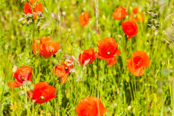 在夏天草地上的红色罂粟花 — 图库照片