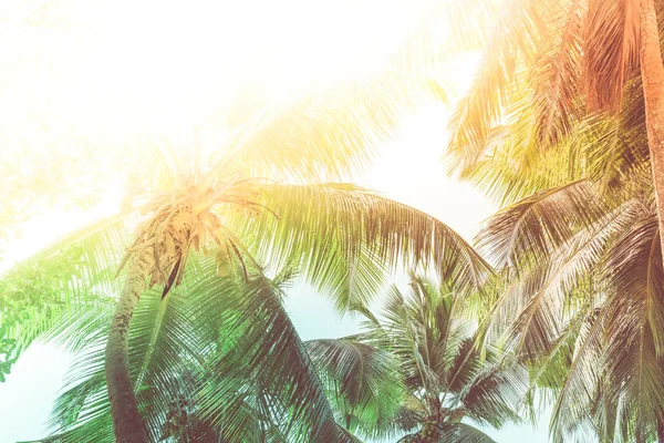 High palms on a tropical beach — Stock Photo, Image